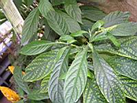 Pachystachys Lutea (Perou) (fam Acanthacees) (09) (Photo F. Mrugala)